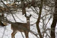 deerthumb.jpg